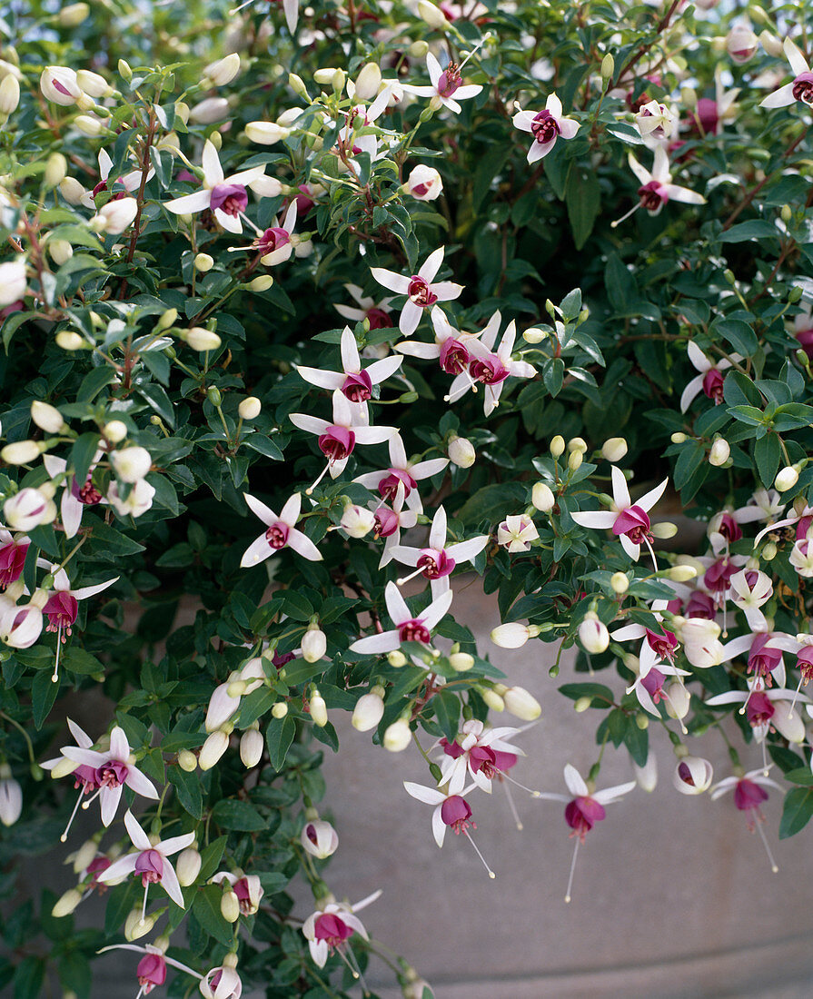 Fuchsia 'LA Campanella'