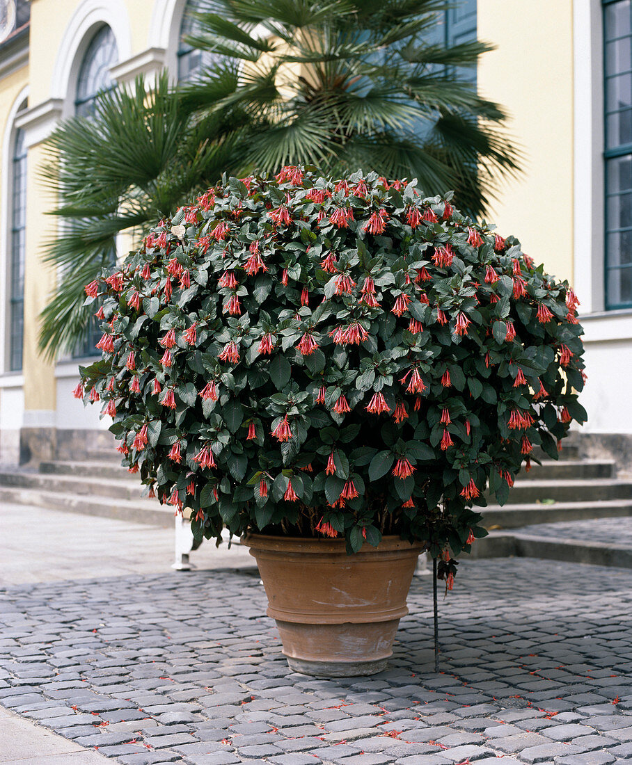 Fuchsia 'Triphylla-hybr. Bonstedt'