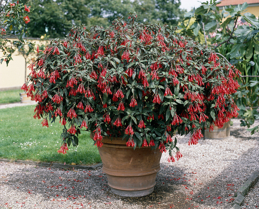 Fuchsia triphylla-hybr. 'Mary'