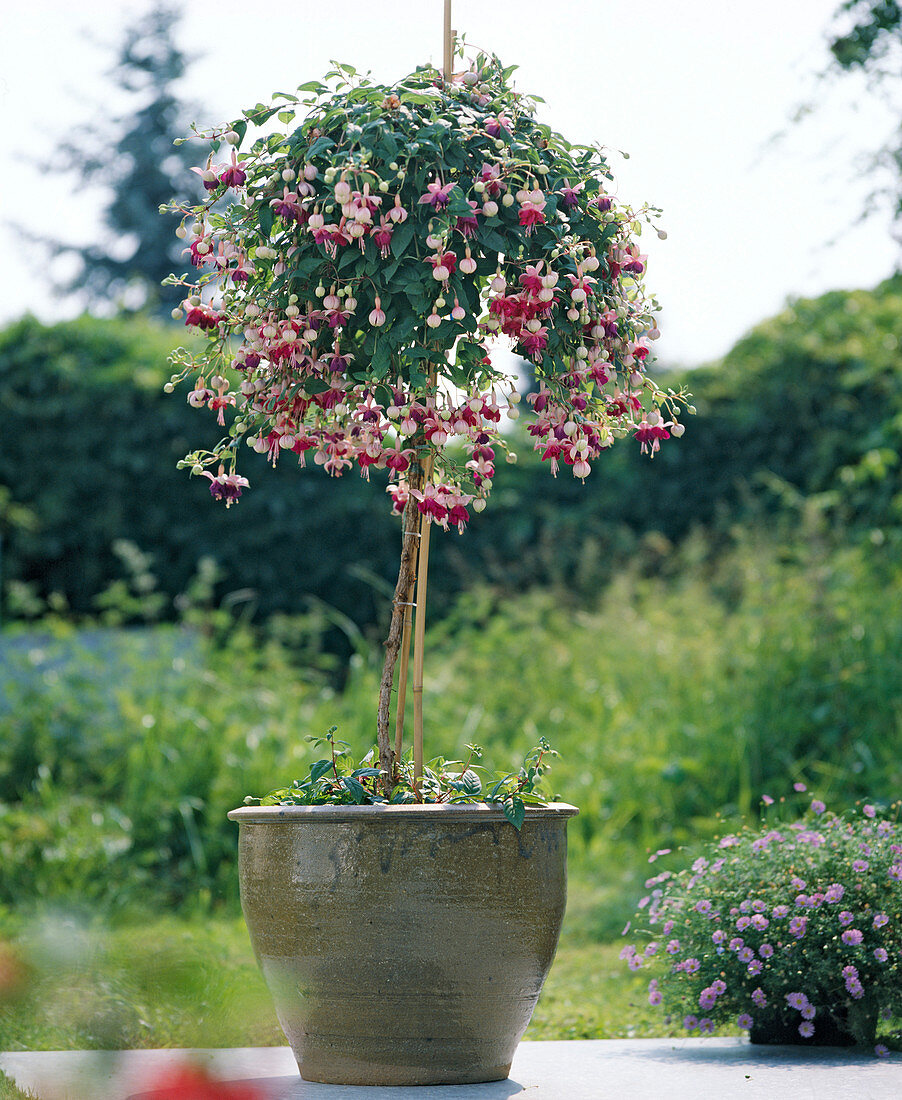 Fuchsia hybrid