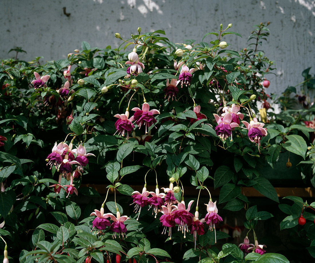 Fuchsia 'Lena' in Balkonkasten