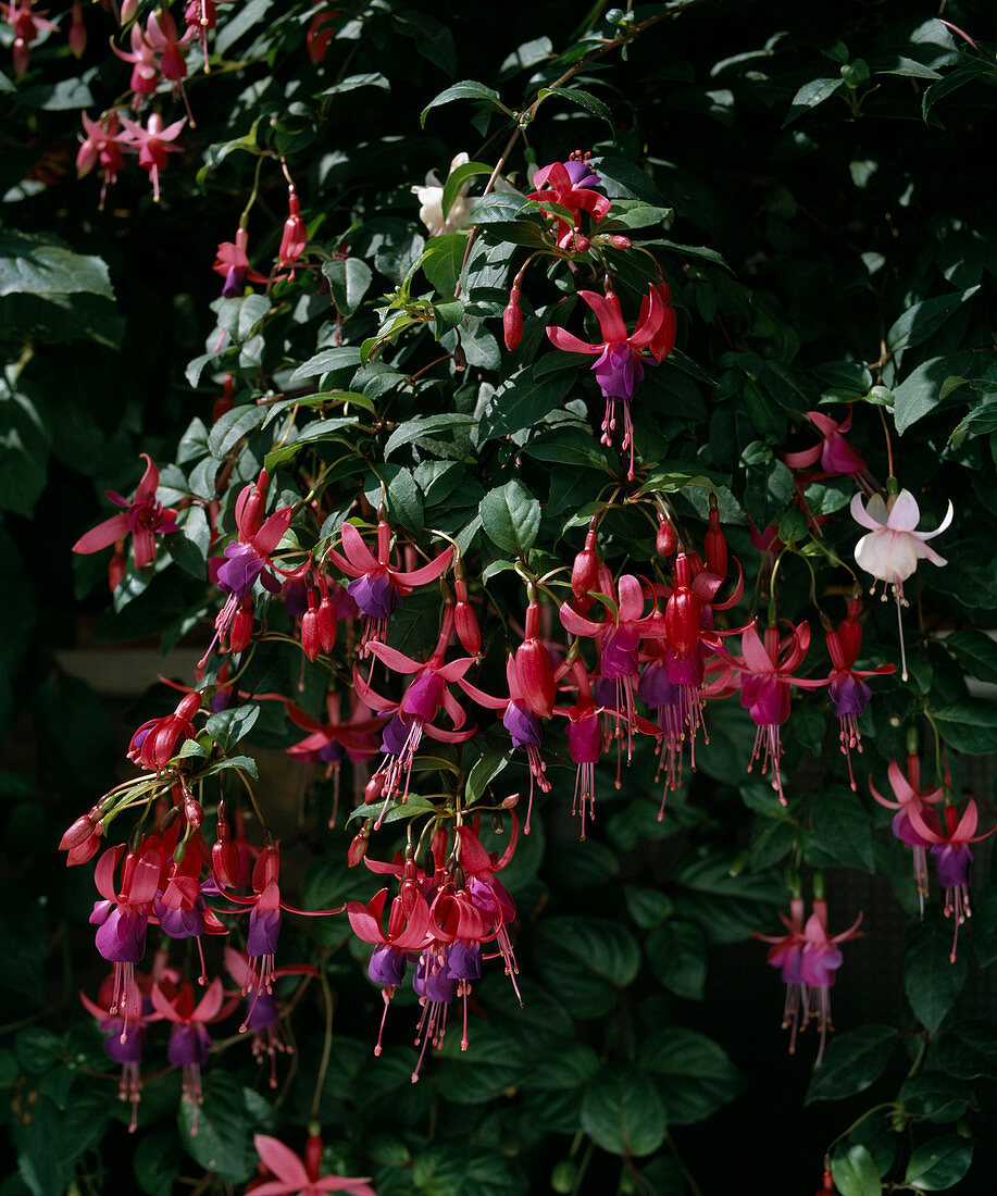 Fuchsia 'Multa' in balcony box