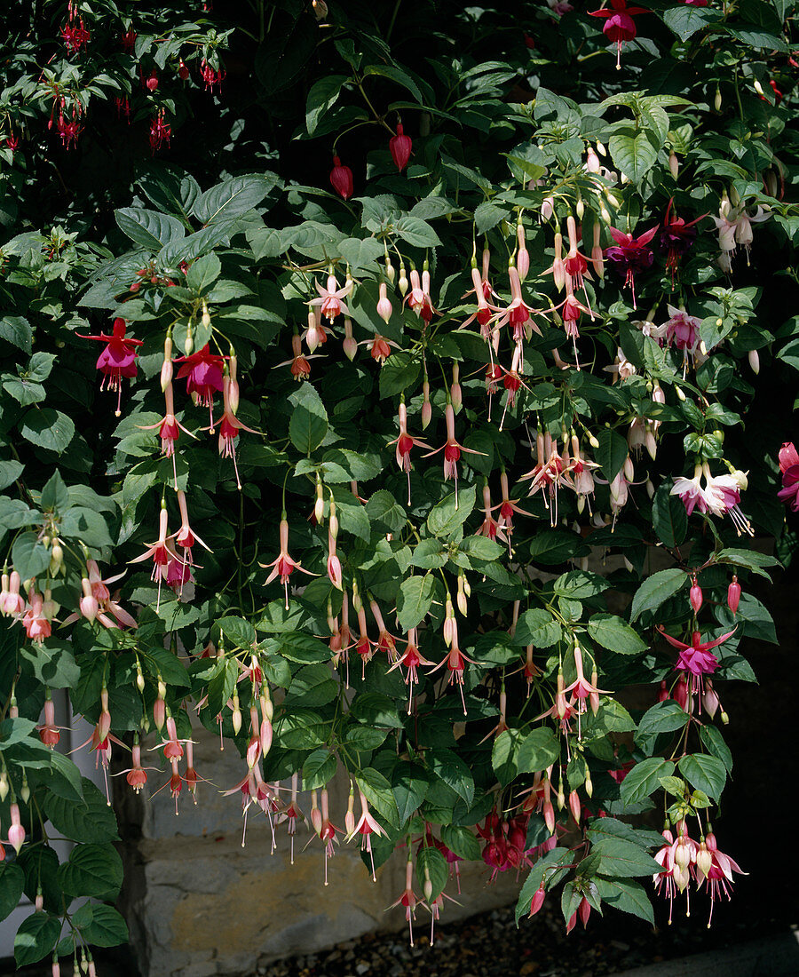 Fuchsia 'Willy Tamerus' in a window box