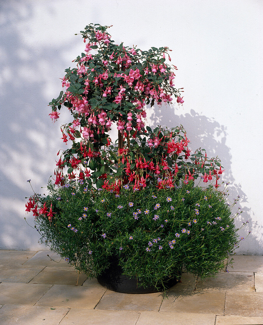 Fuchsia hybr. 'Rosa Bacon' and 'Kwintet'