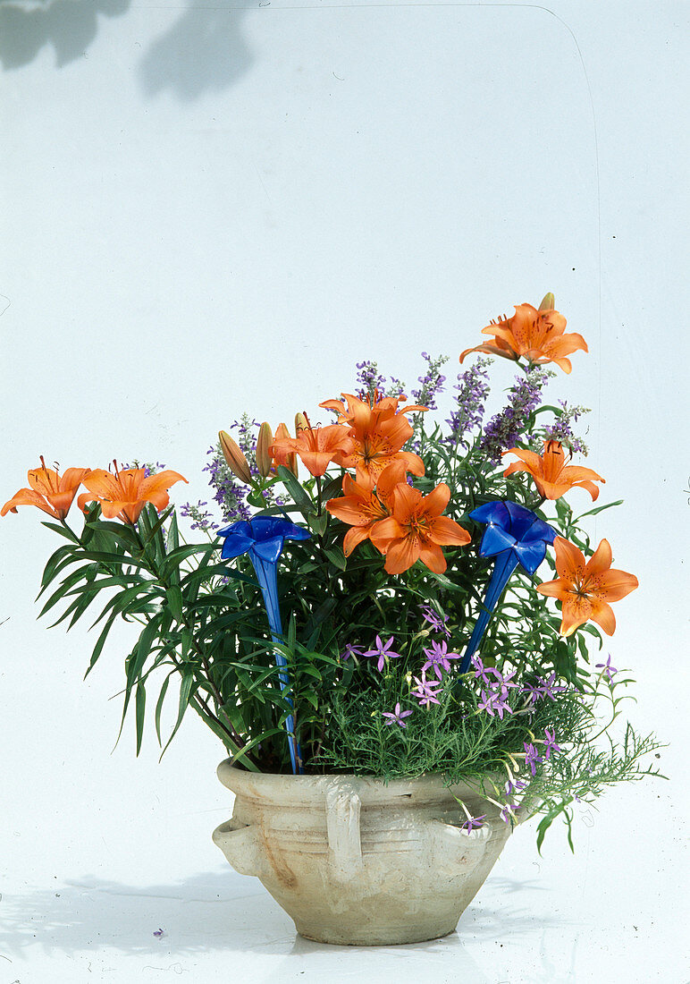 Lilium asiaticum 'Orange Pixie' (Lilies), Isotoma axillaris syn. Laurentia