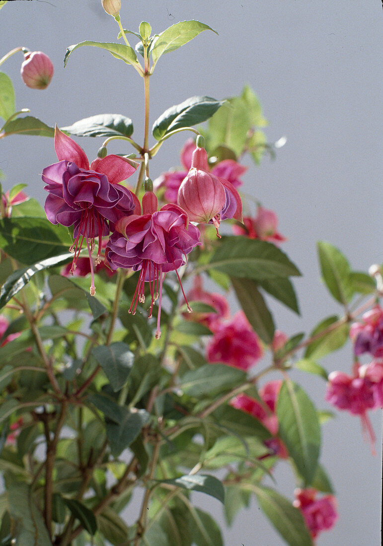 Fuchsia 'Winston Churchill'