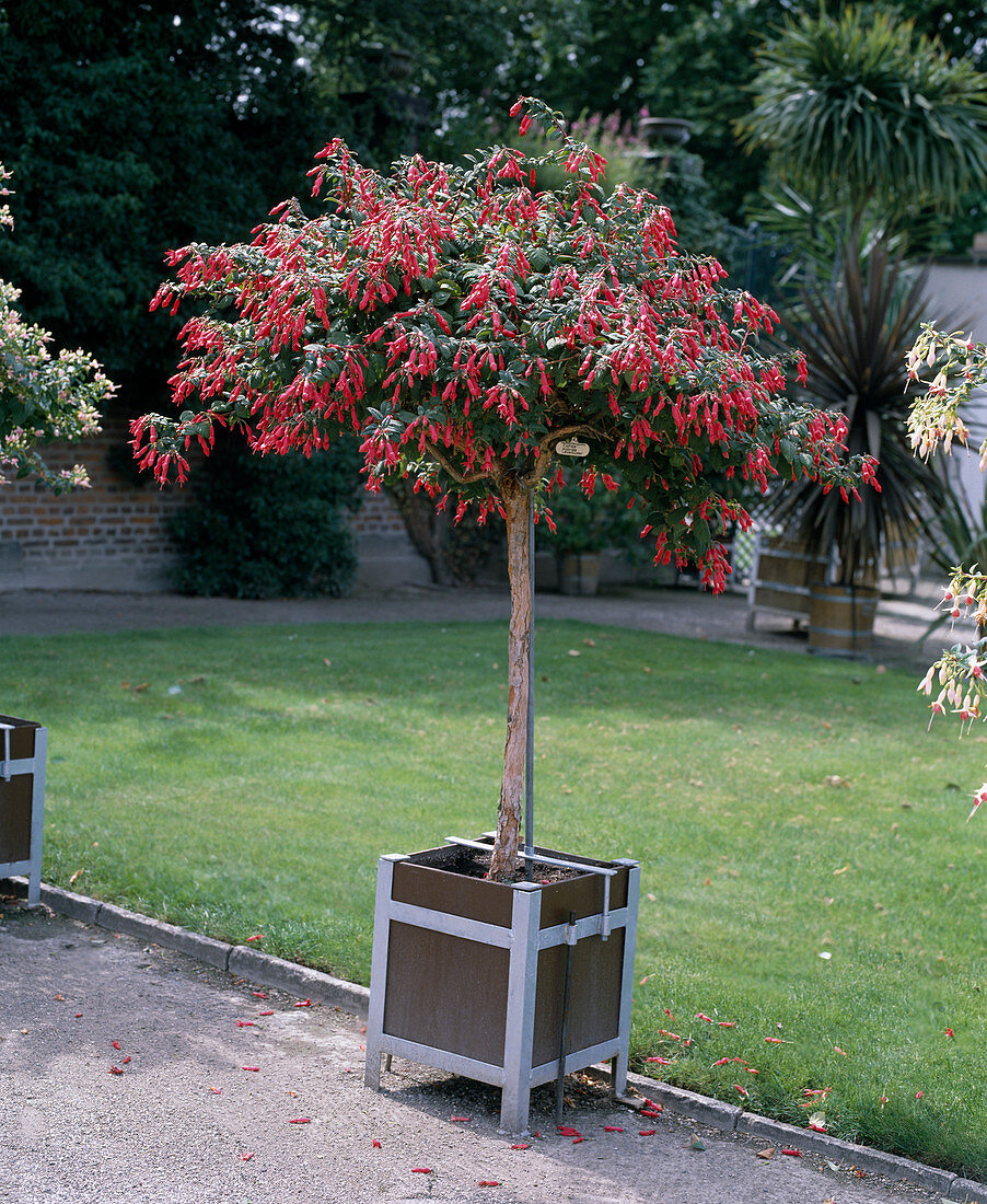 Fuchsia 'Leverkusen'