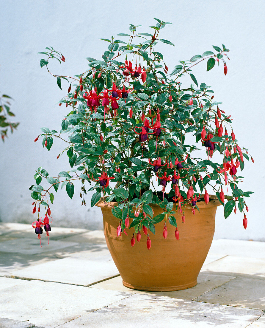 Fuchsia 'Brutus'