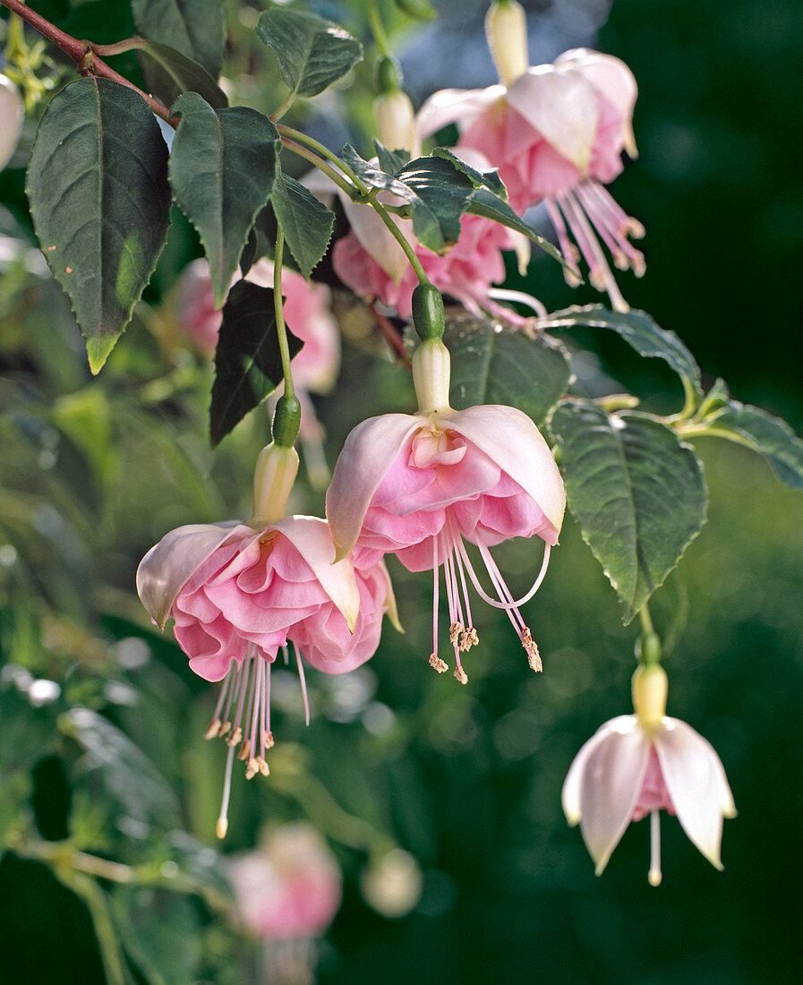 Fuchsia hybrid