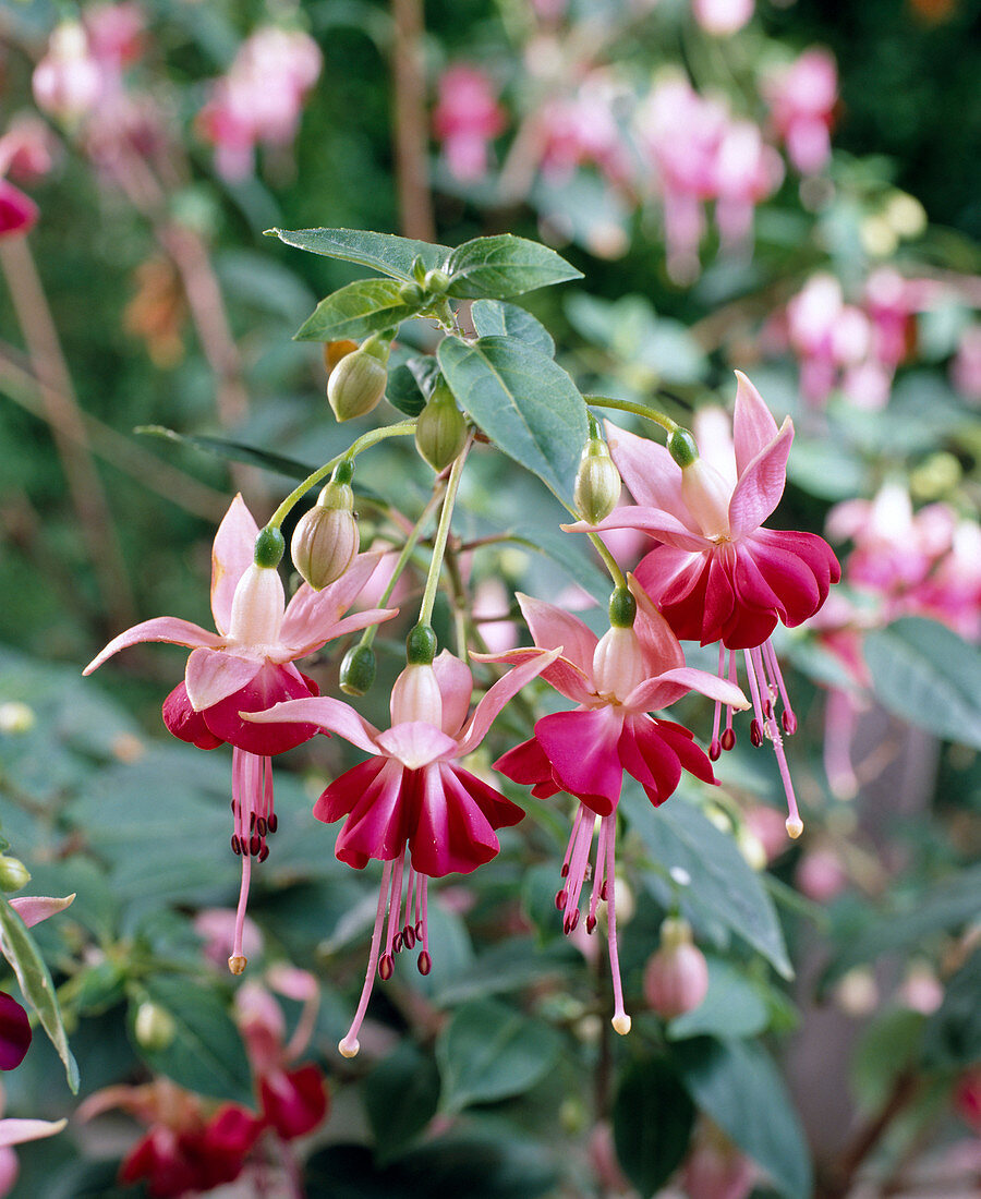 'Paula Jane' Fuchsia