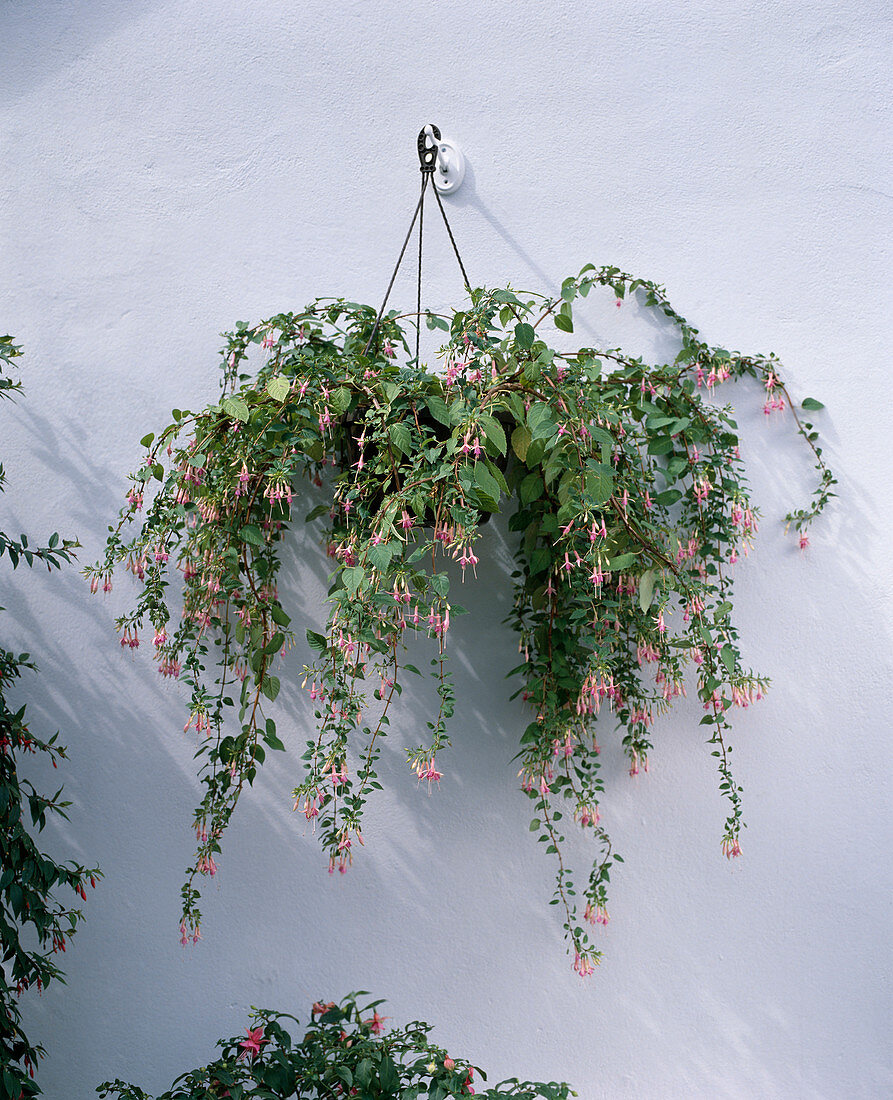 Fuchsia 'Pink Rain' hanging basket