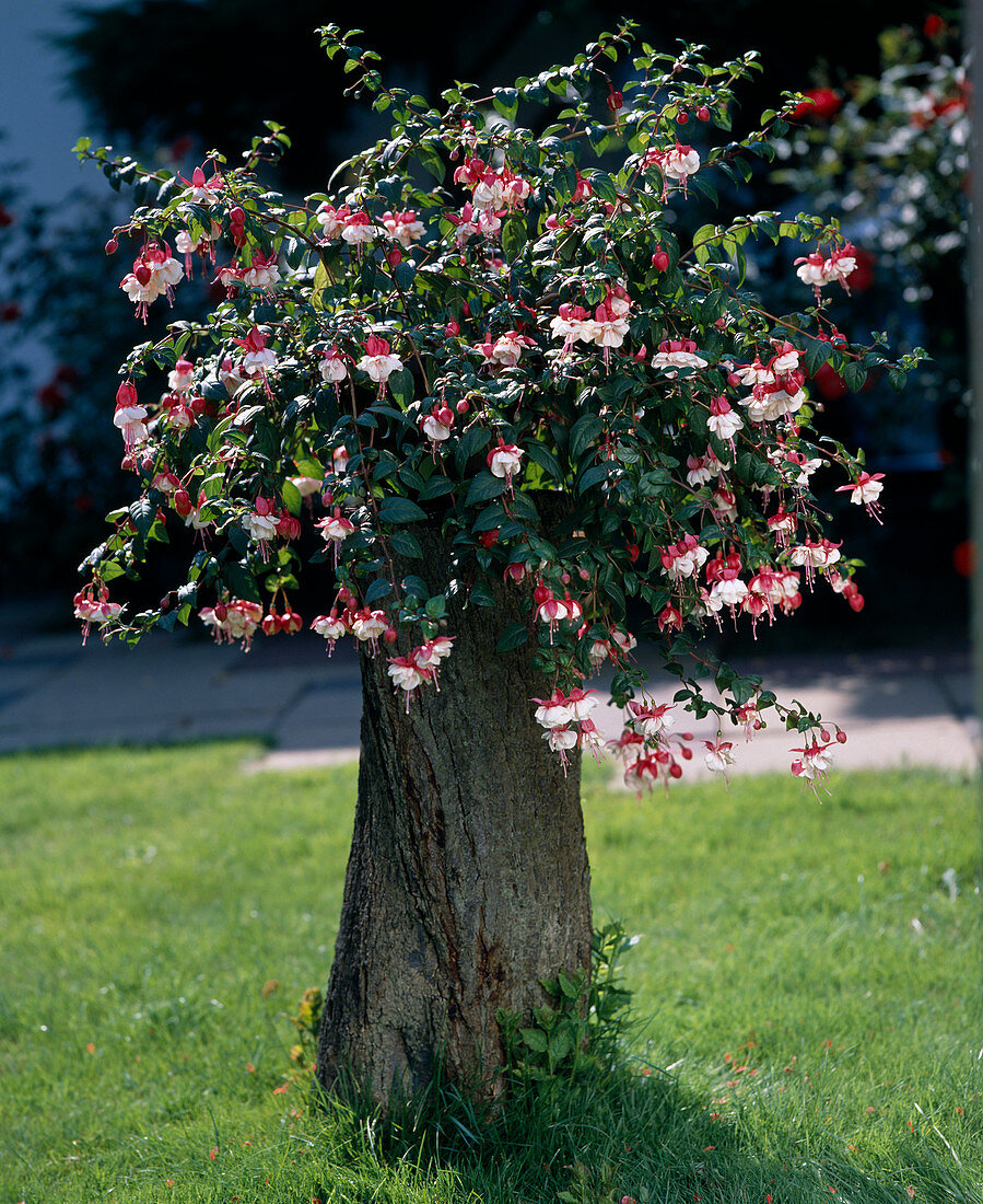 Fuchsia hybrid