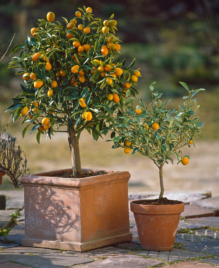 Fortunella Japonica, Citrus X mitis Variegata