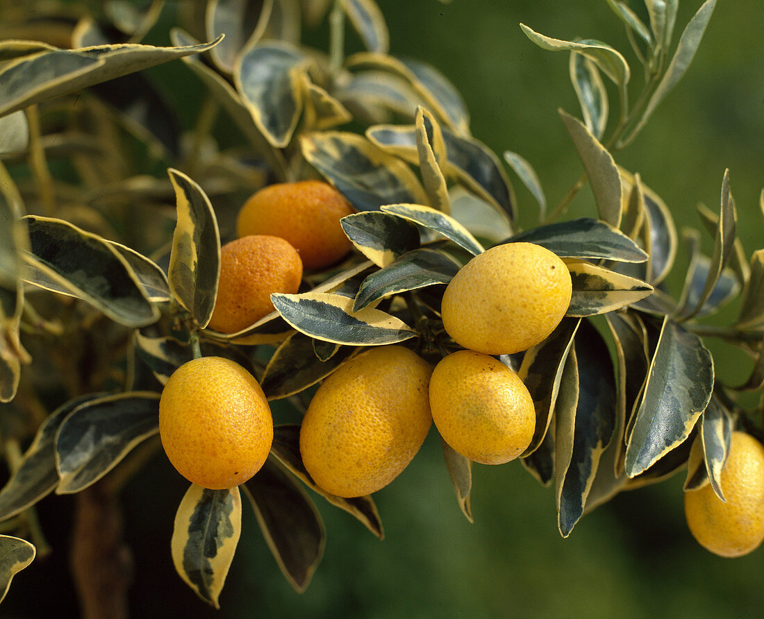 Fortunella japonica variegata