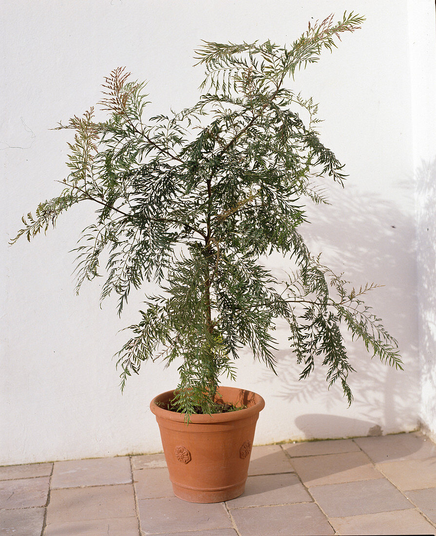 Grevillea robusta