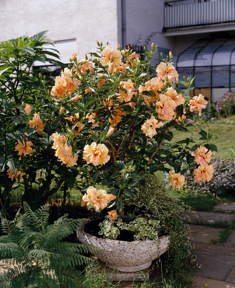 Hibiscus 'apricot'