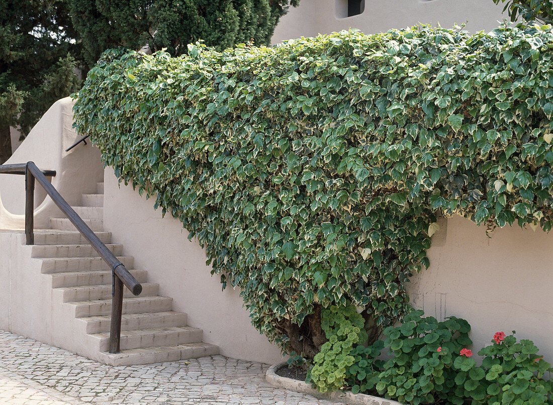 Hedera helix