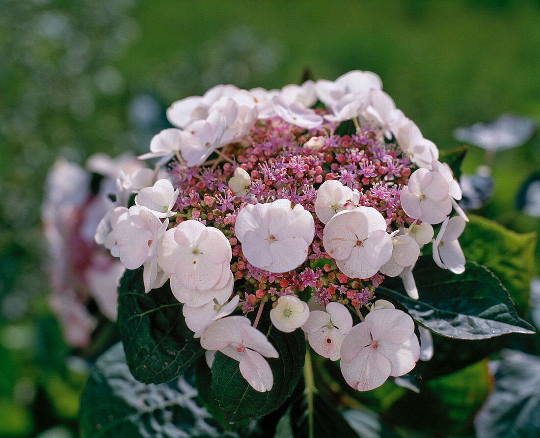 Hortensia macrophylla