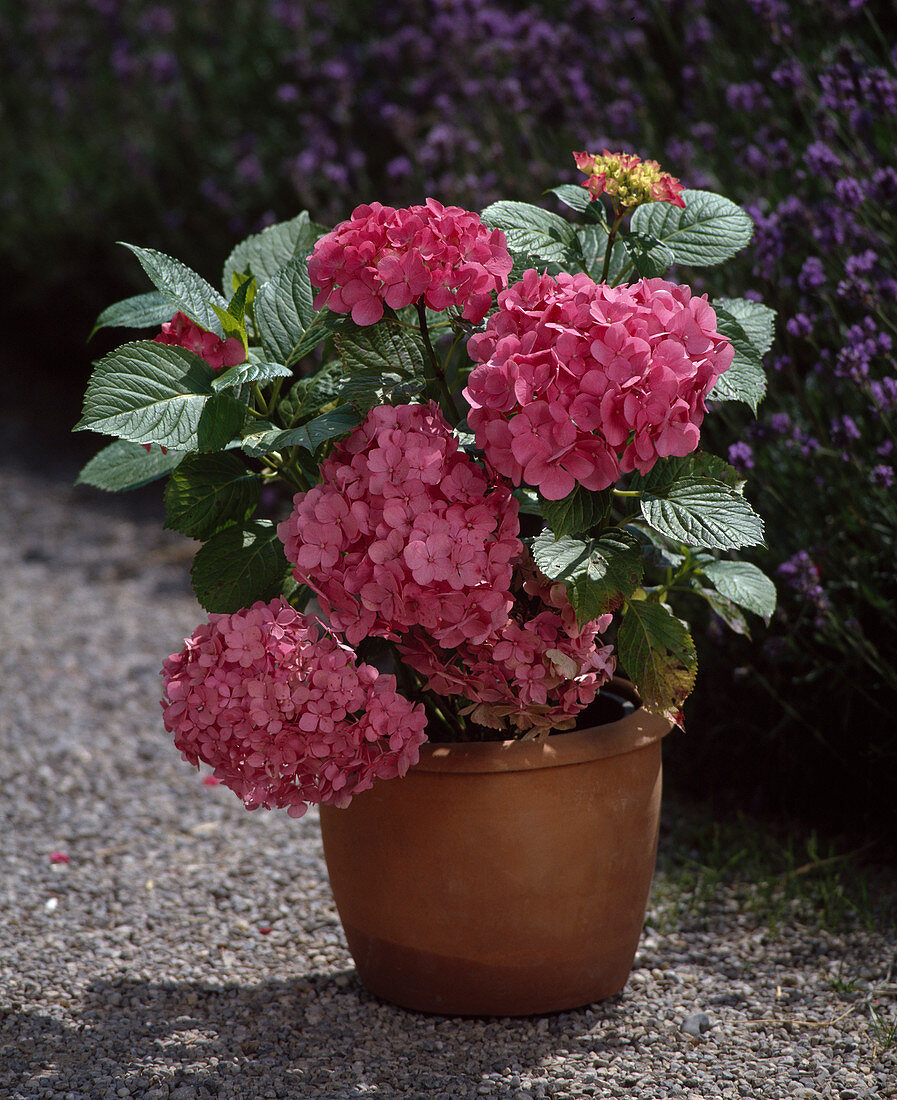 Hydrangea macrophylla