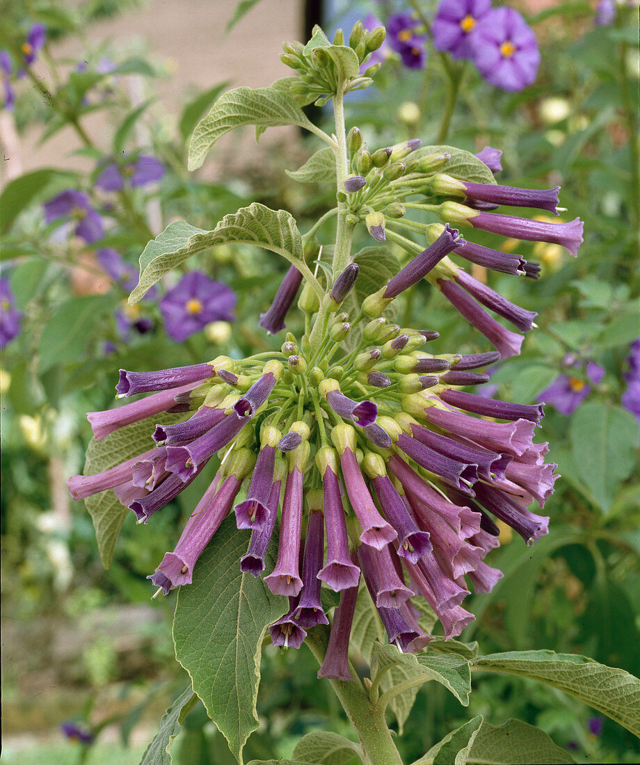 Iochroma cyaneum