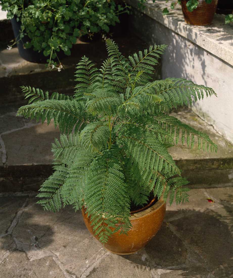 Jacaranda mimosifolia, rosewood: houseplant