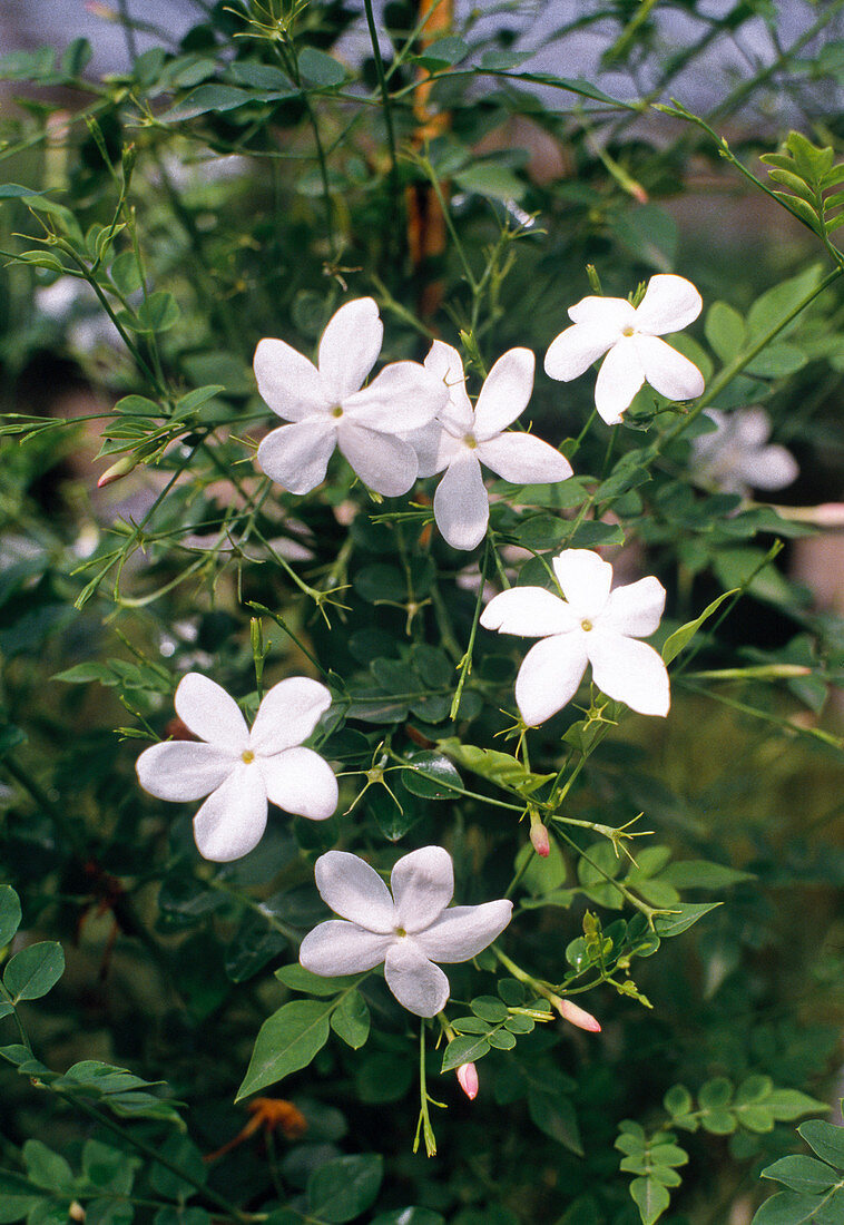 Jasminum officinale