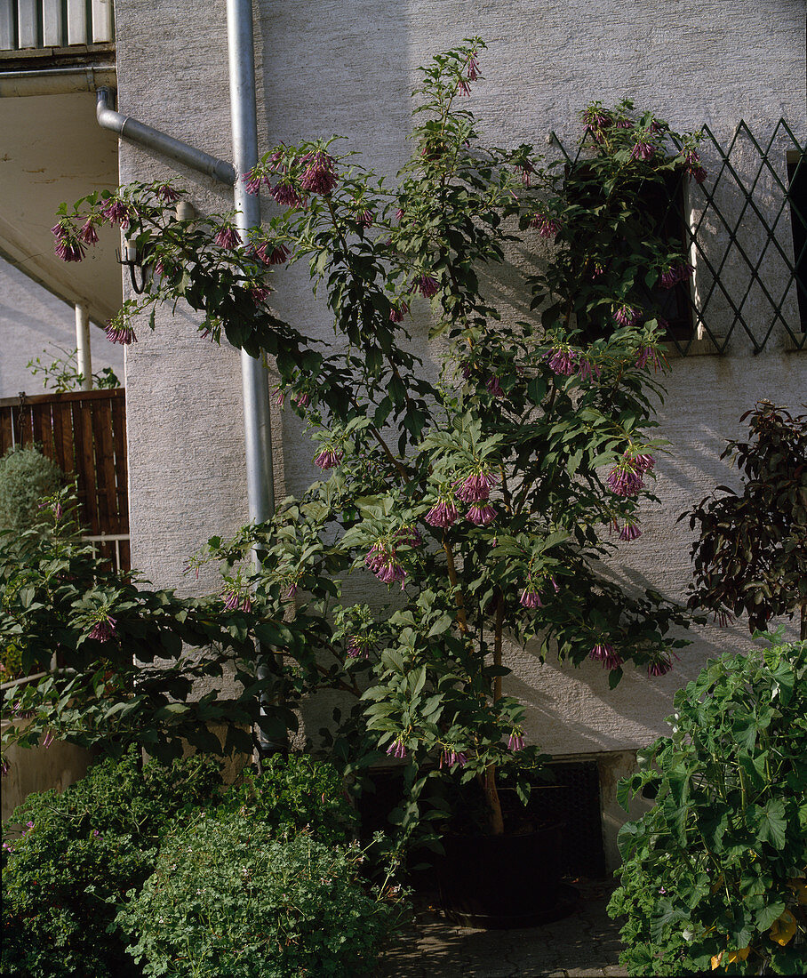 Iochroma cyaneum