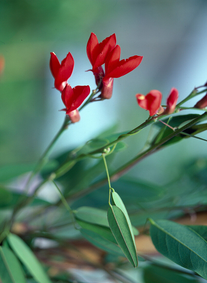 Kennedia coccinea (Purpurbohne, Korallenwein)