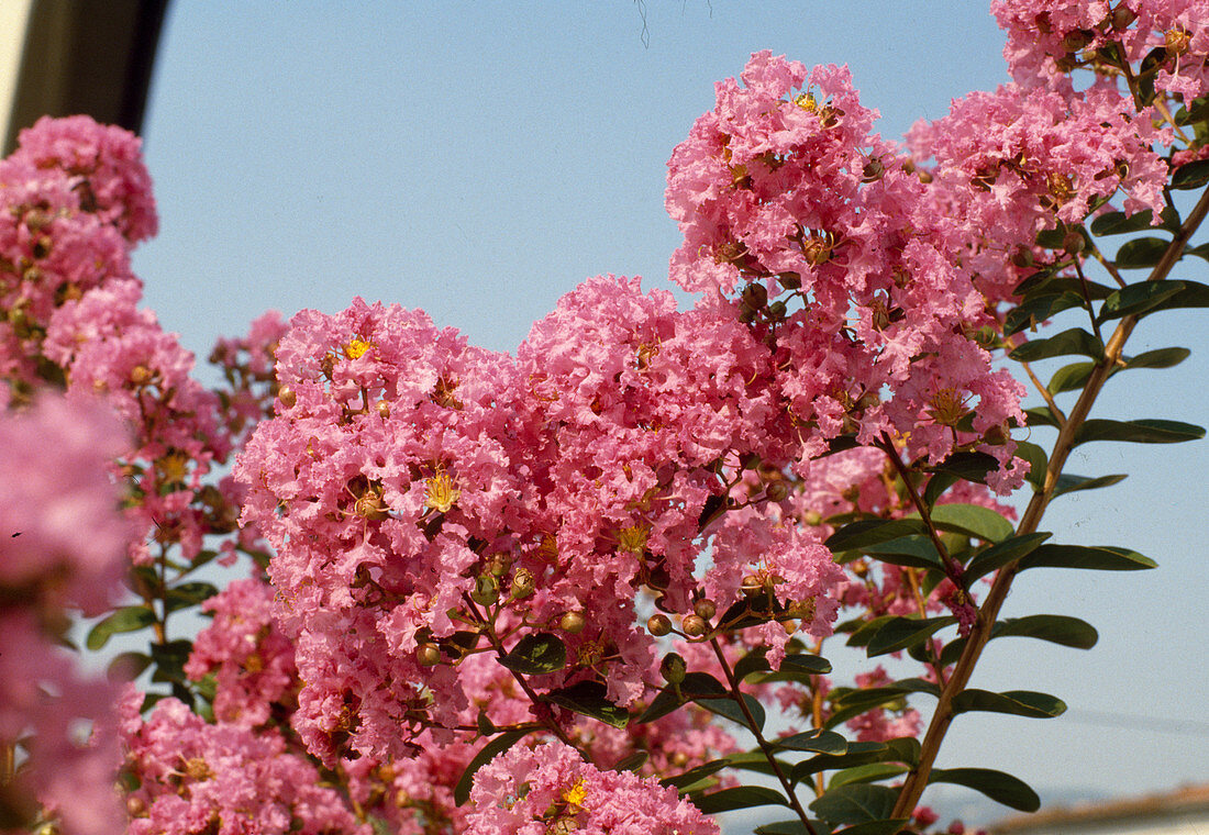 Lagerstroemia indica