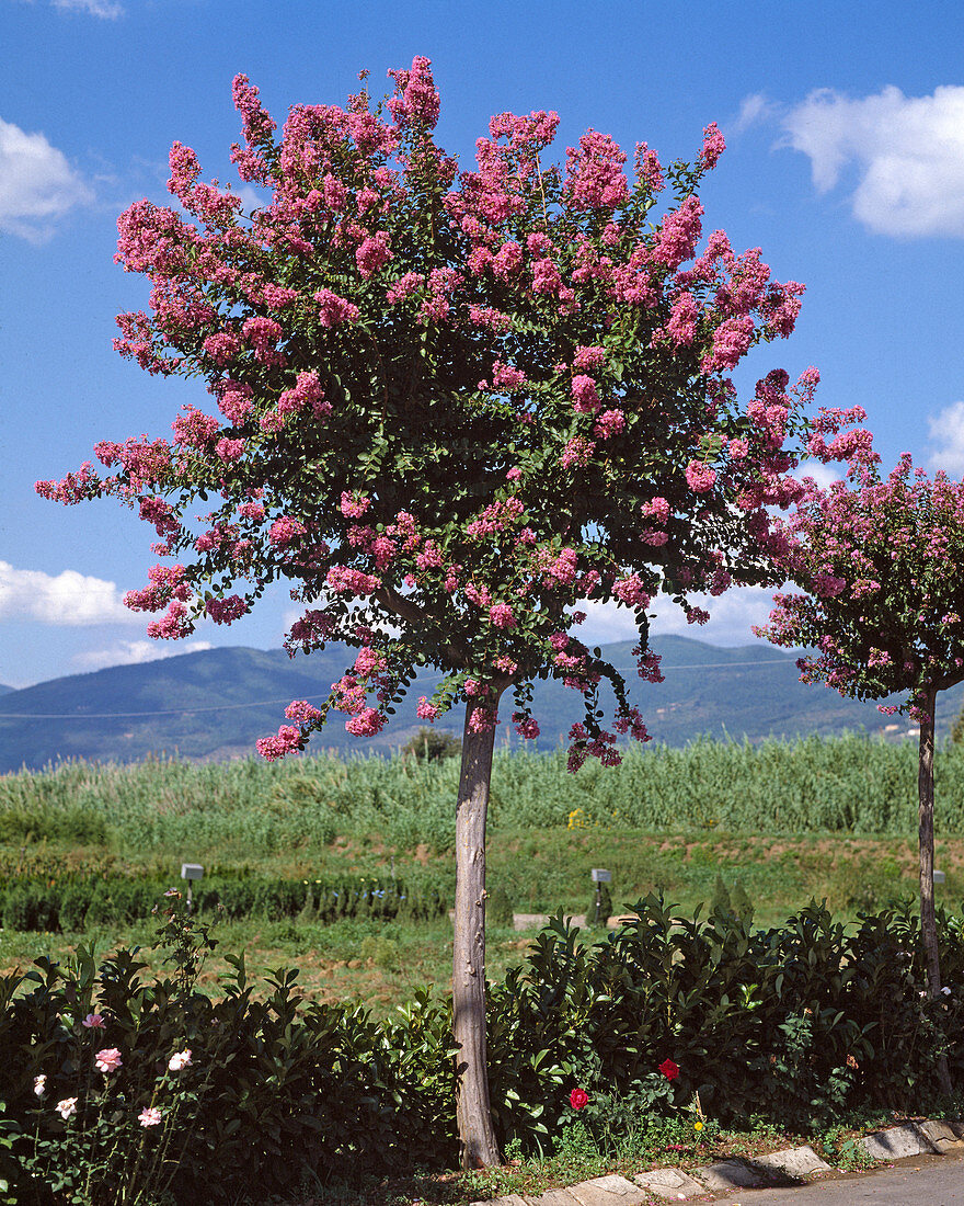 Stock Troemia indica