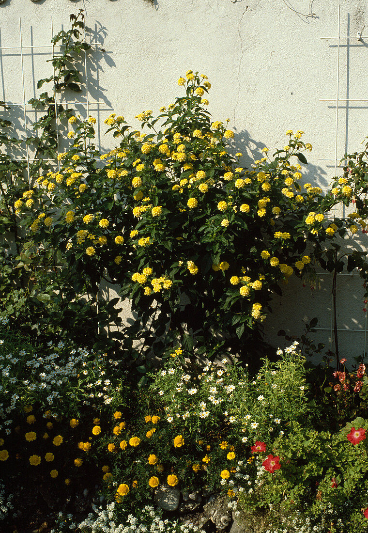 Lantana camara-Hybride