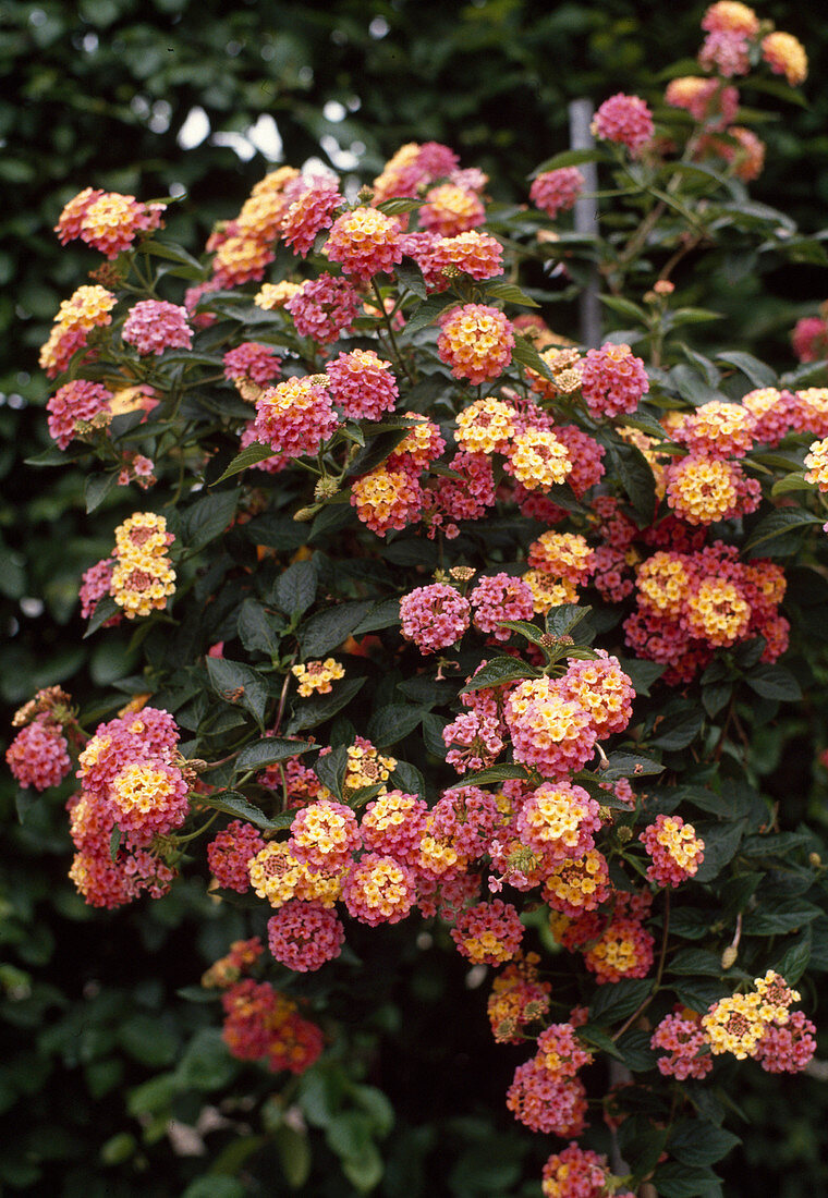 Lantana camara hybrid