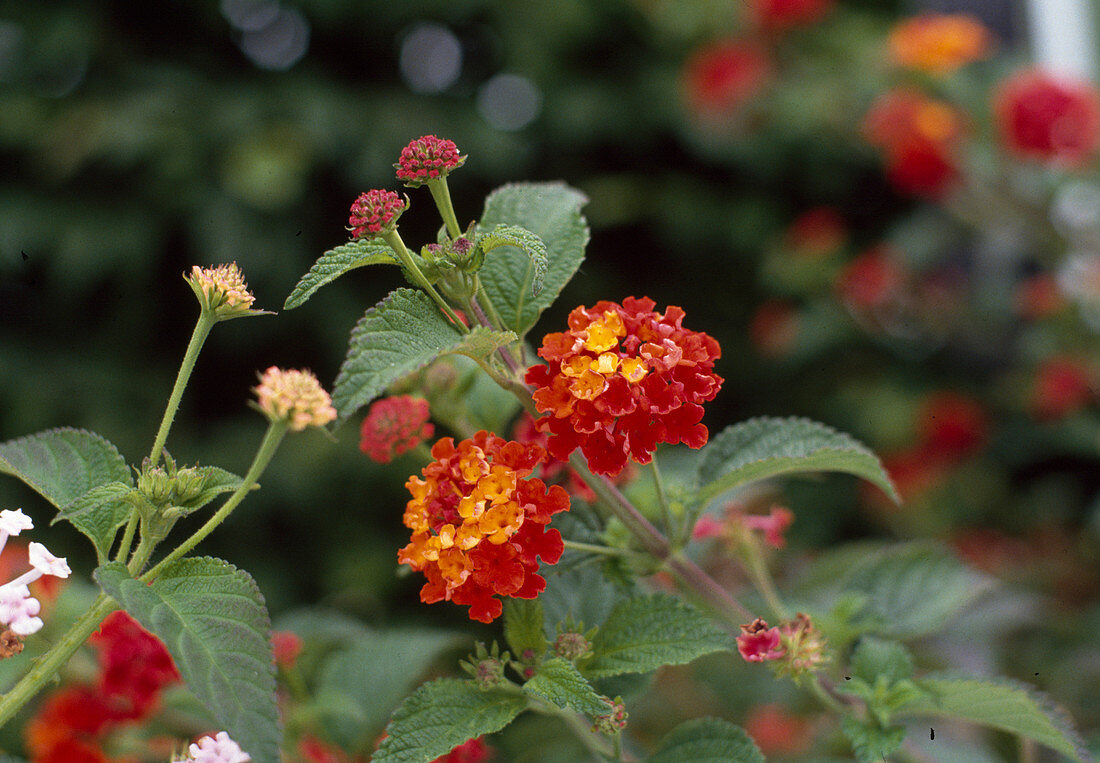 Lantana-Camara Hybride