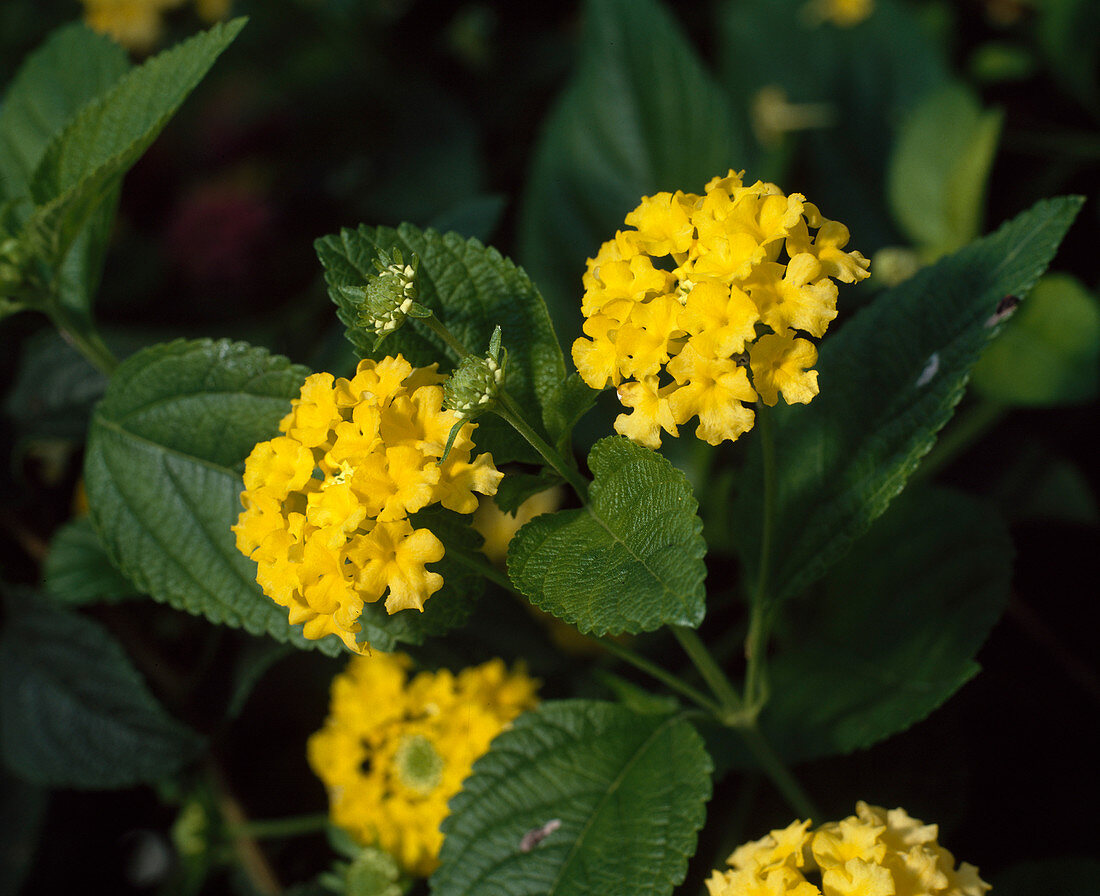 Lantana-Camara Hybride