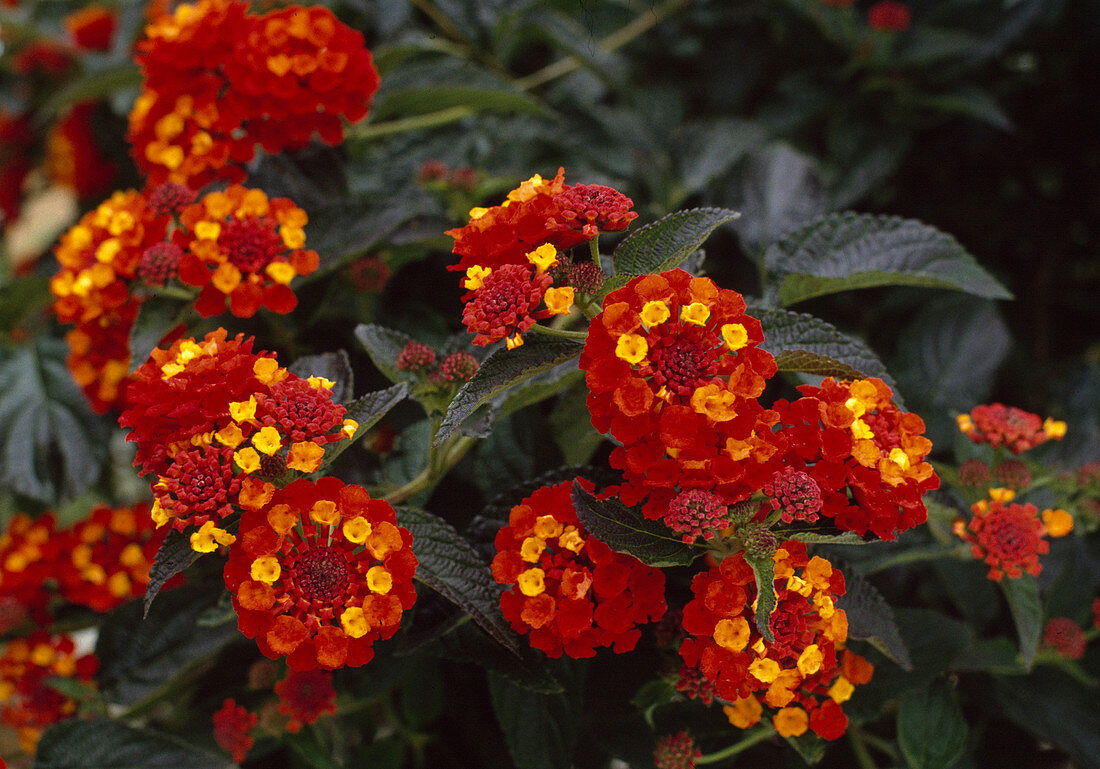 Lantana-Camara-Hybride 'Lettkiss'