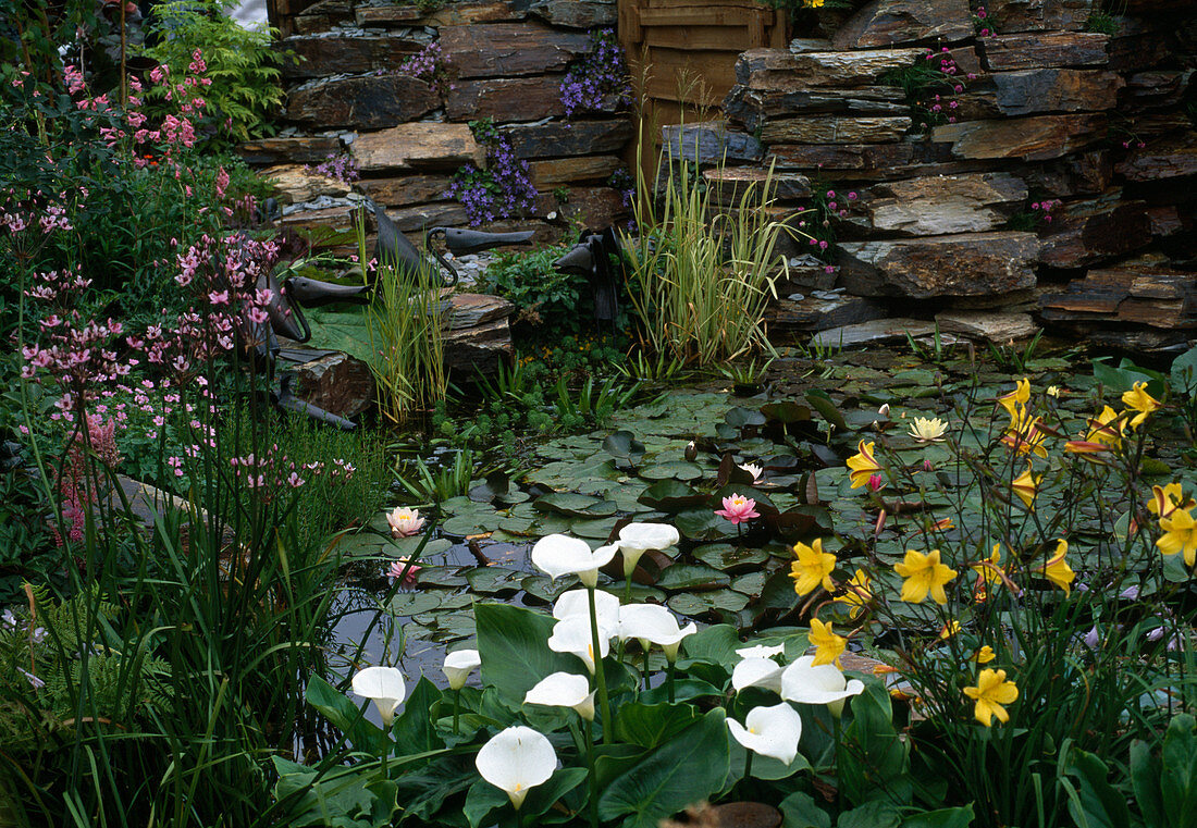 Kleiner Teich mit Nymphaea (Seerosen), Butomus (Schwanenblume)