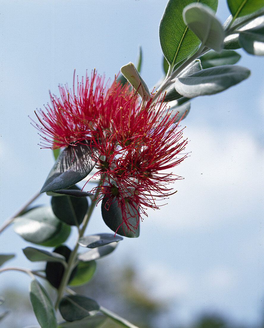 Metrosideros excelsa