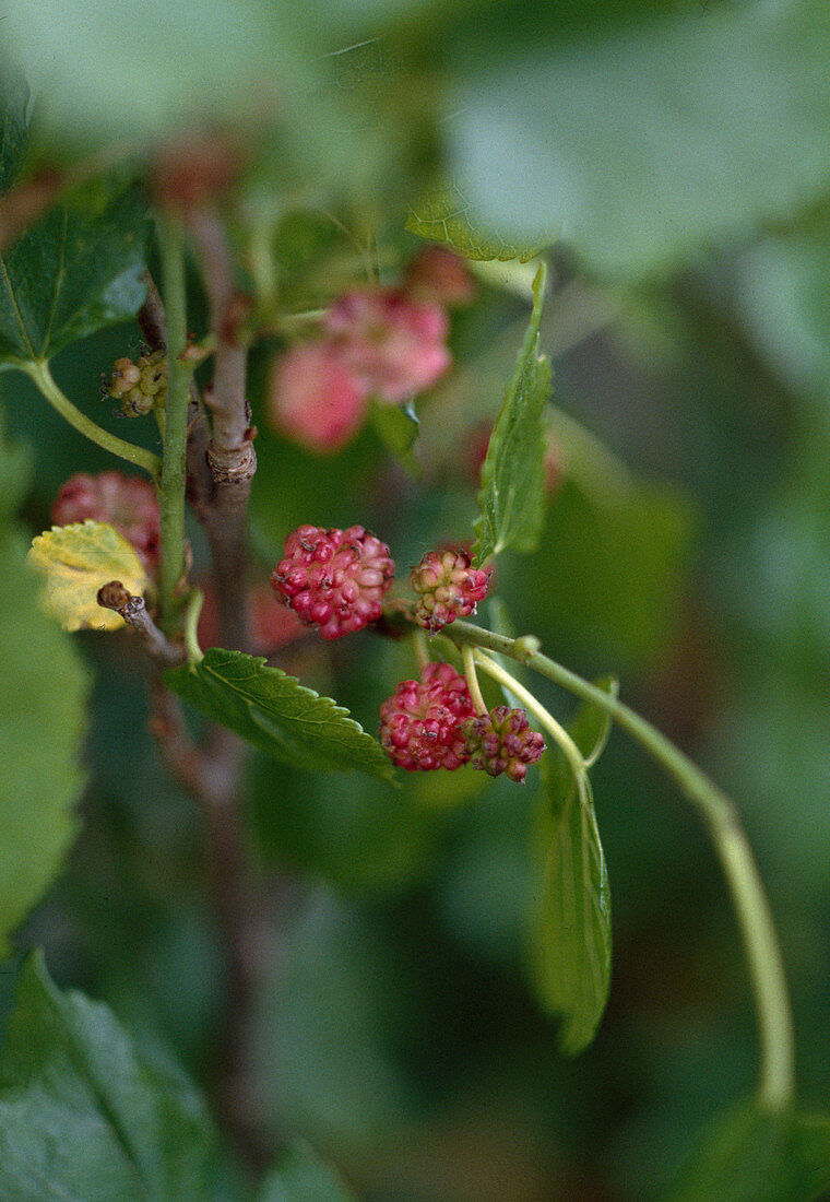 Morus alba