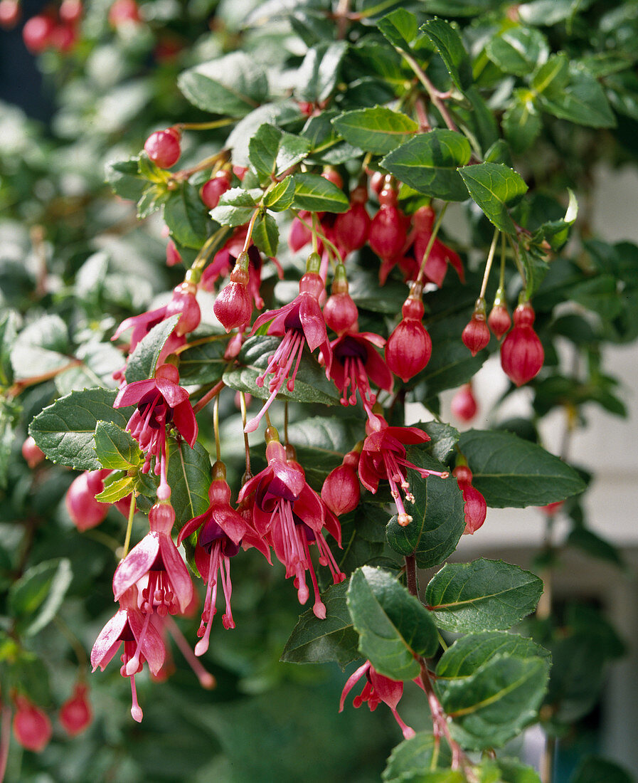 Fuchsia 'Mini Skirt'