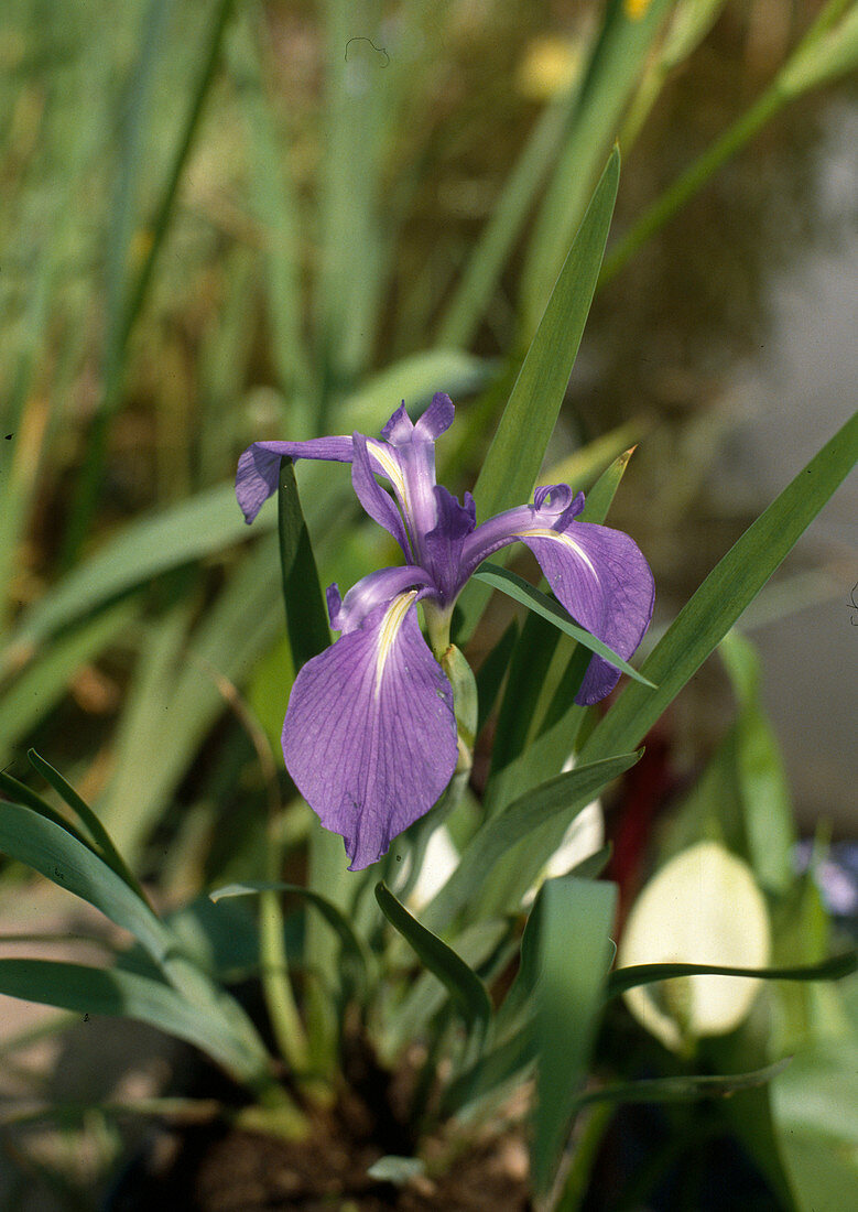 Iris laevigata (Asiatische Sumpfschwertlilie)
