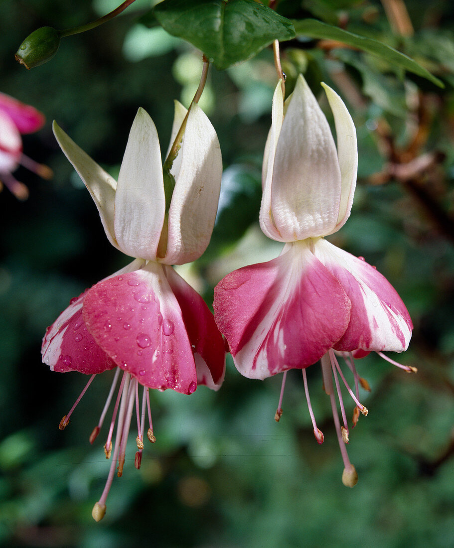 Fuchsia-Hybride