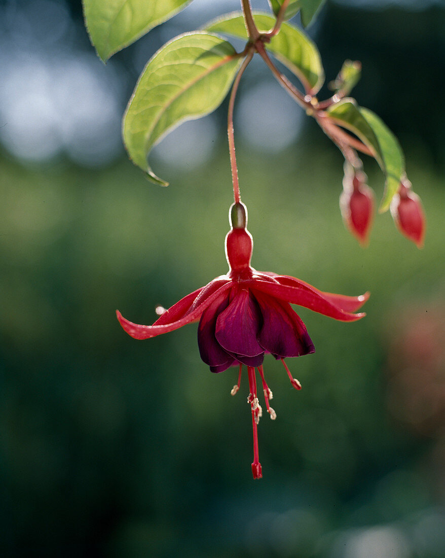 Fuchsia-Hybride