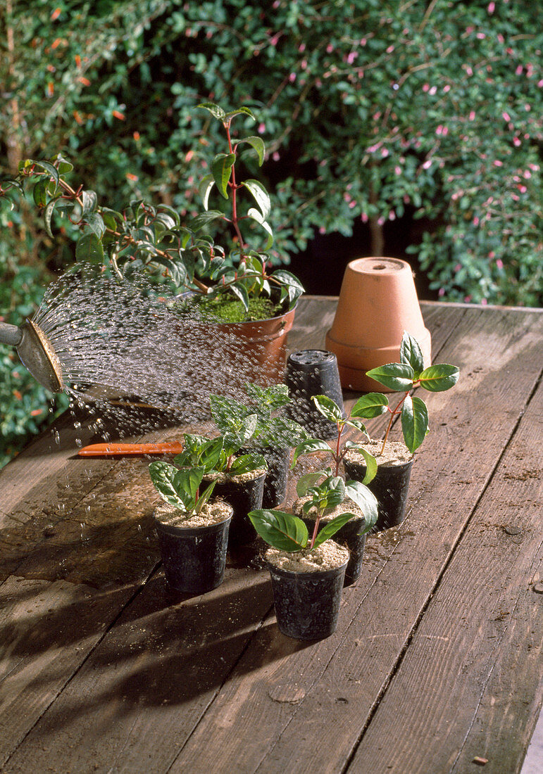 Propagating cuttings of fuchsias