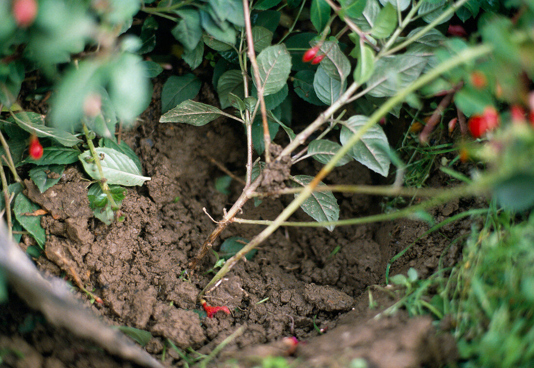 Propagation by soil runners