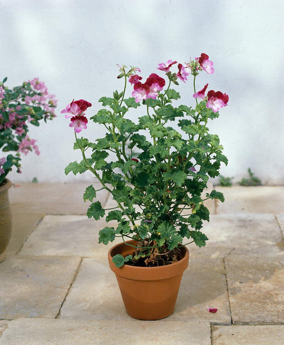 Pelargonium 'Scarlet Unique'