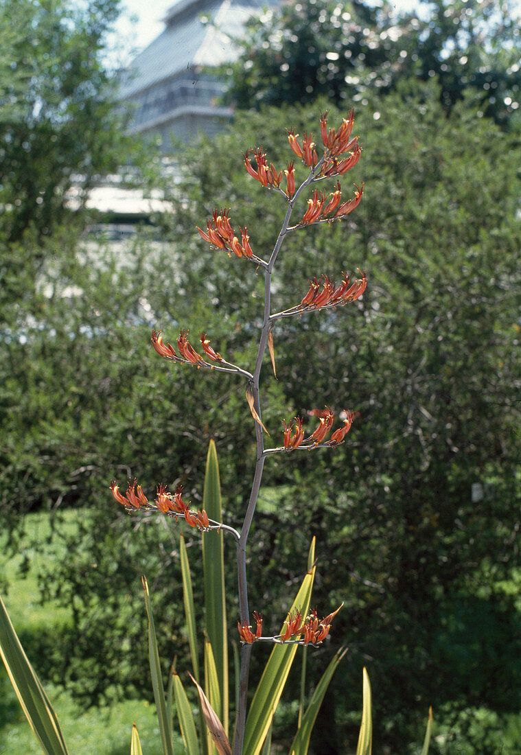 Phormium tenax