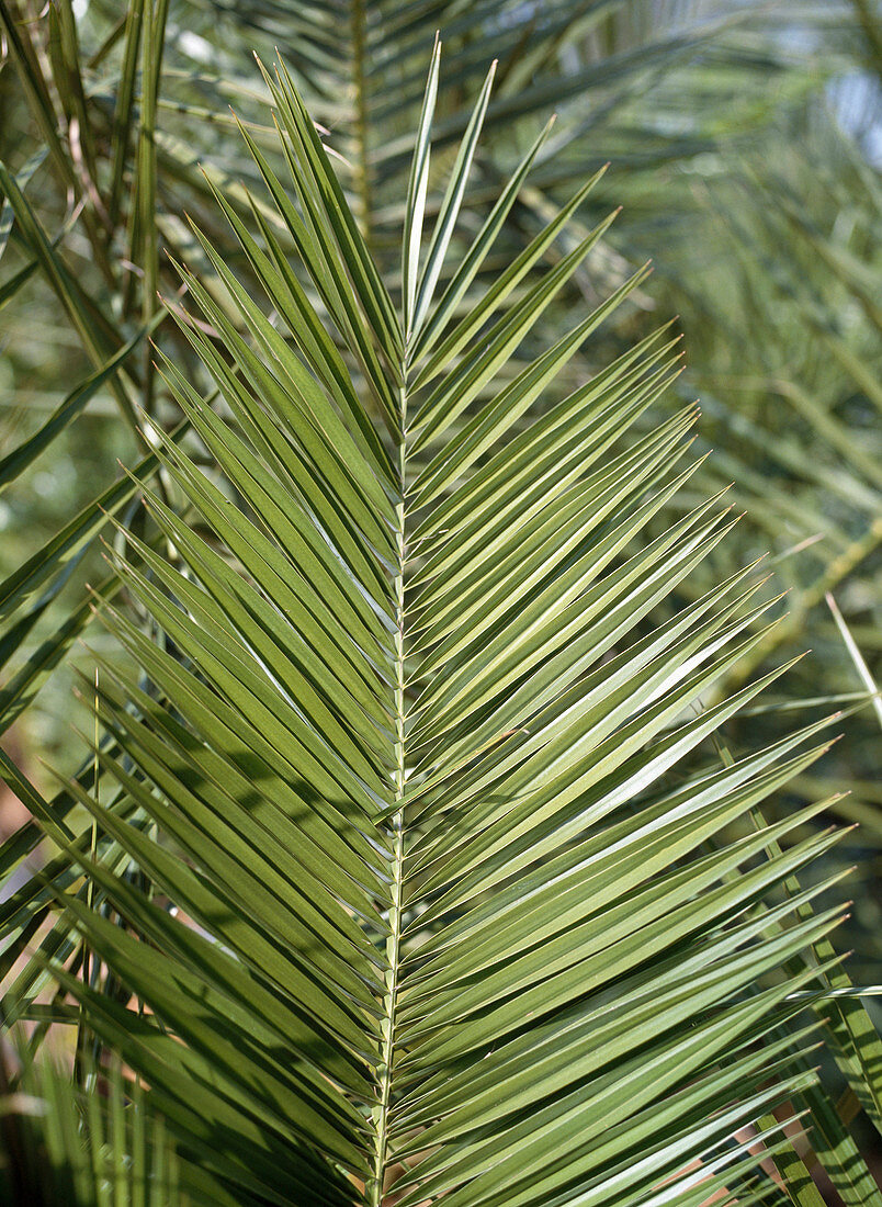 Phoenix canariensis