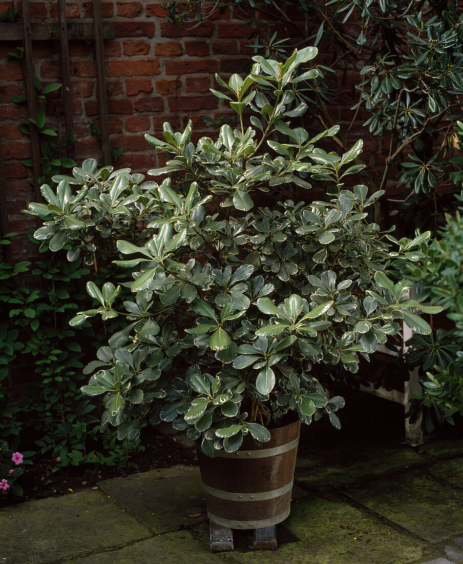 Pittosporum tobira