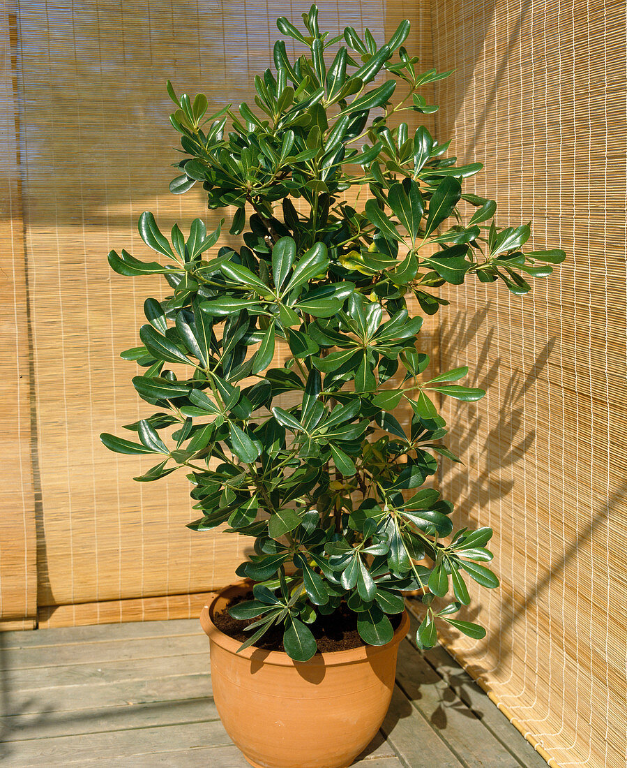 Pittosporum tobira