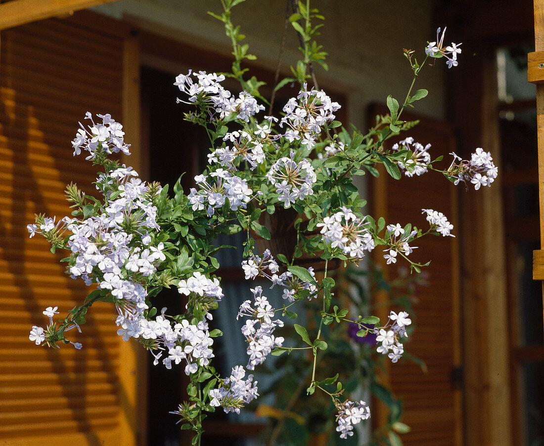 Plumbago auriculata 'Caerulea'